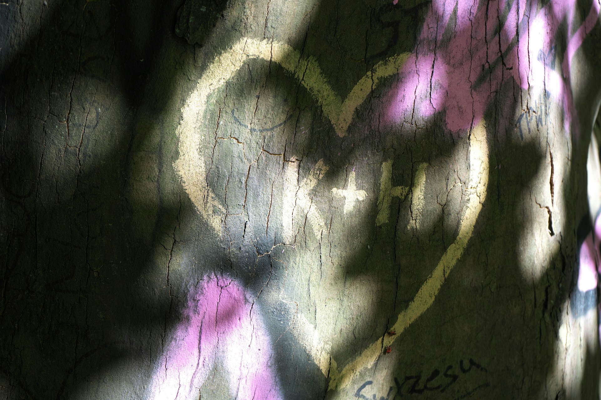 K+H in einem Herz in eine Baumrinde geritzt