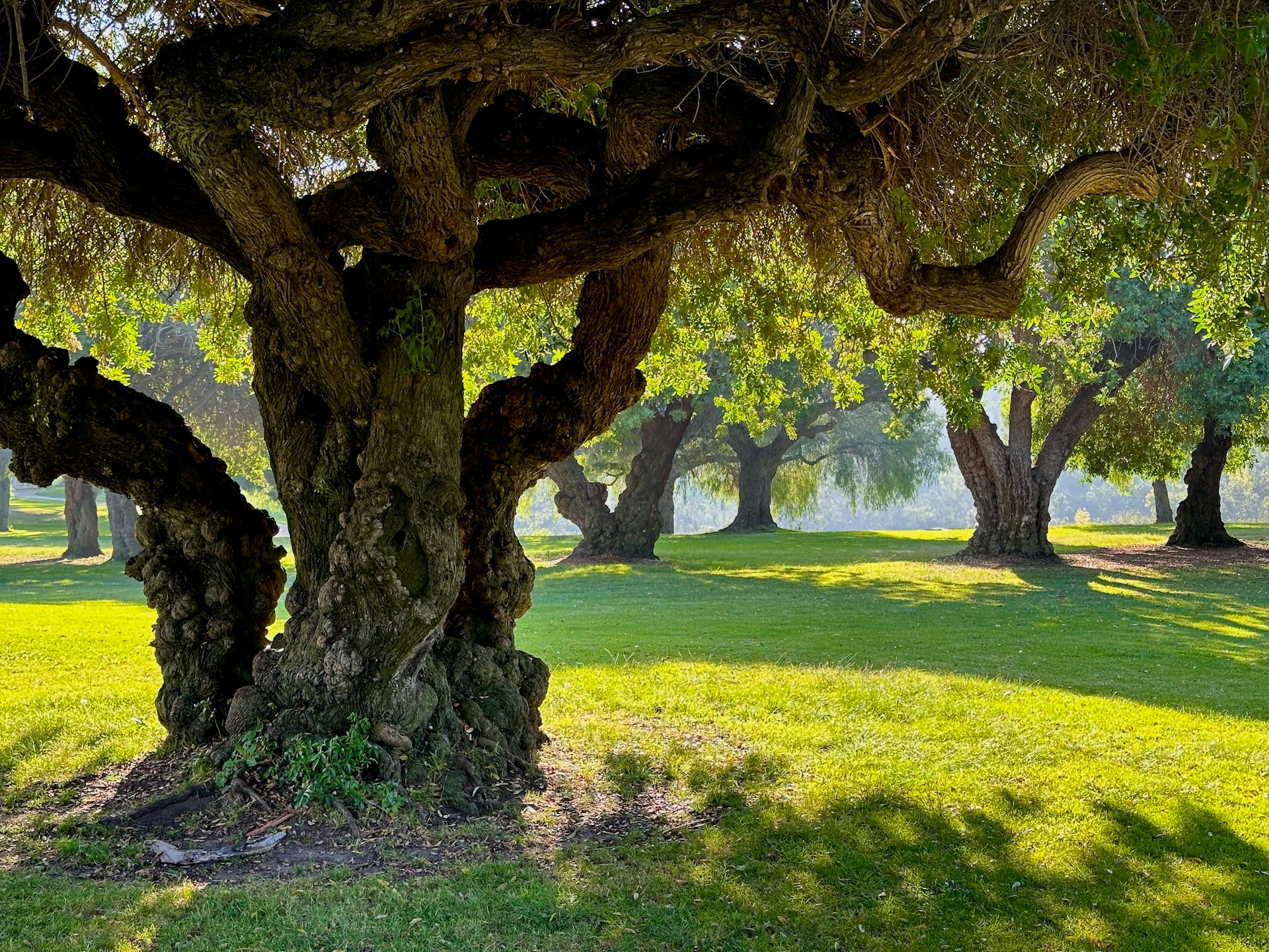 Park bei Sonnenschein mit Eichen
